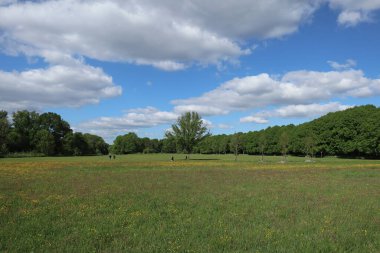 Yazın yeşil çayır ve ağaçlarla kaplı manzara