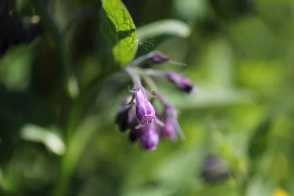 Маленькі Фіолетові Квіти Крупним Планом — стокове фото