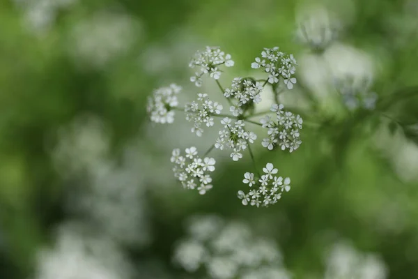 Zamknij Widok Białych Kwiatów Niewyraźne Tło — Zdjęcie stockowe