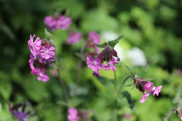 Pembe Çiçek Çalılarının Yakın Görüntüsü — Stok fotoğraf