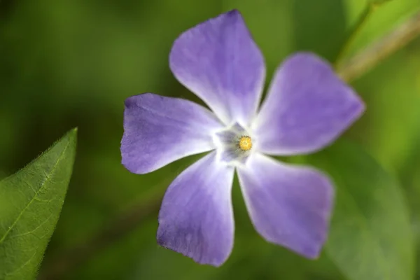 Vue Rapprochée Fleur Violette Avec Larges Feuilles — Photo