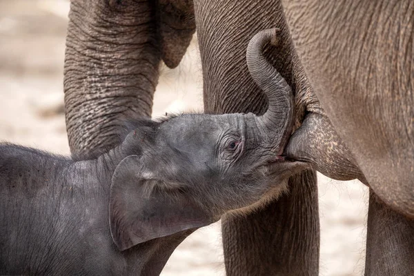 Leche Ternera Desnuda Que Bebe Leche Madre Elefante — Foto de Stock