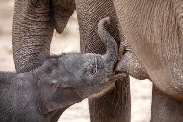 Αστεία Μοσχάρι Πόσιμο Γάλα Από Μητέρα Ελέφαντα — Φωτογραφία Αρχείου