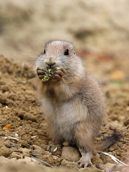 Cynomys Ludovicianus Roedor Bonito Comer Cereais — Fotografia de Stock