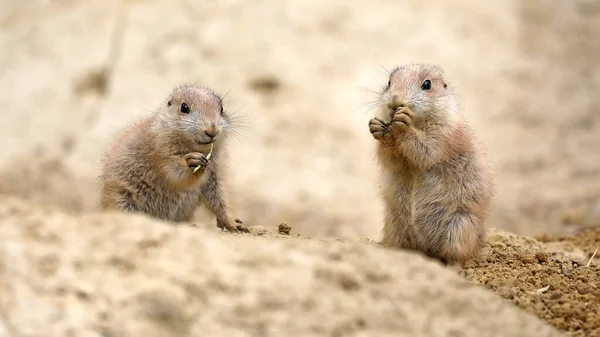 Cynomys Ludovicianus Cute Rodents Eating Sitting Ground — Stock Photo, Image