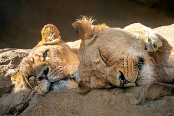 Two Lioness Resting Ground — Stock Photo, Image