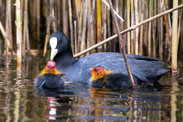 Avrasya Yaban Ördeğinin Fulica Atra Gölette Yüzen Ailesinin Yakın Görüntüsü — Stok fotoğraf