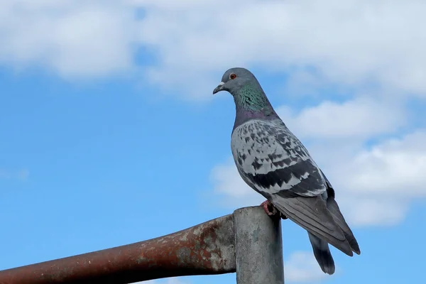 Mavi Bulutlu Arka Planda Çitin Üzerinde Dinlenen Güvercin — Stok fotoğraf