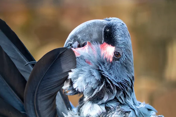 Dark Blue Parrot Cleaning Feathers — Stock Photo, Image