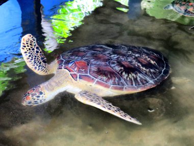 Büyük okyanus Kaplumbağa yüzme