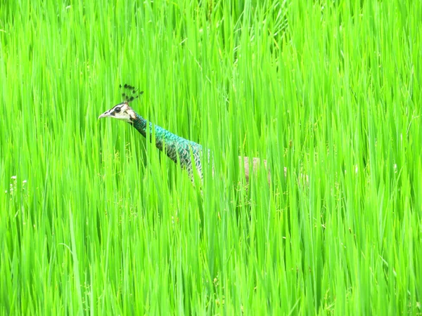 Pavo Real Caminando Bosque Salvaje — Foto de Stock