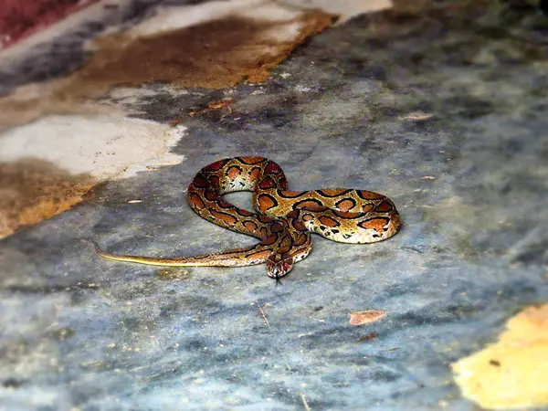 Cobra yılan yerde agresif