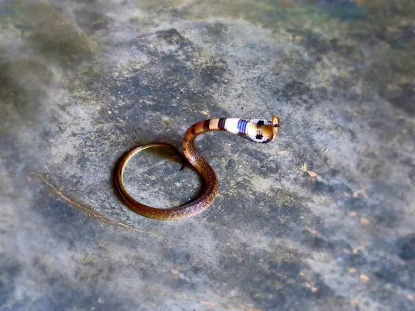 Cobra yılan bebek yerde agresif