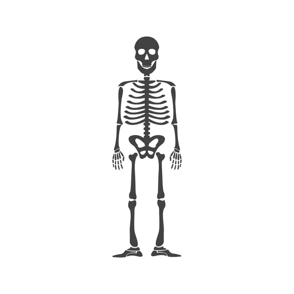 Esqueleto anatomía humana — Vector de stock