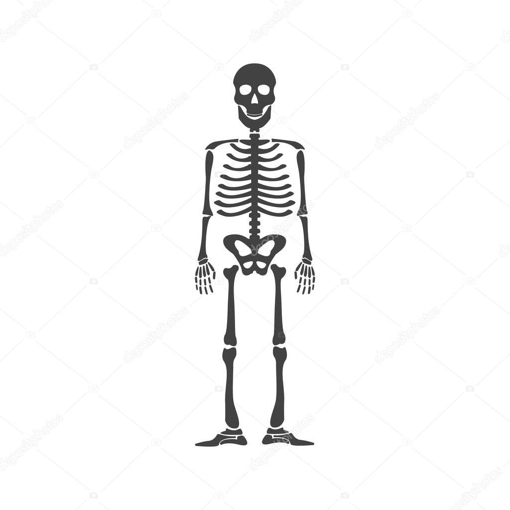 Skeleton anatomy human