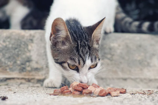 Бездомный кот ест кошачий корм — стоковое фото