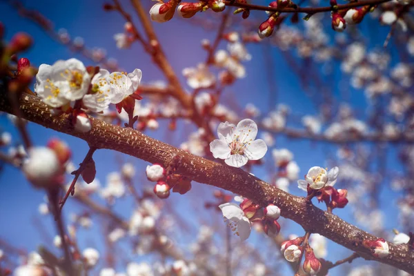 Fiore di albicocca da vicino — Foto Stock