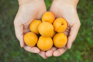 Kadın taze hasat kayısı onun avuç içi tutar.