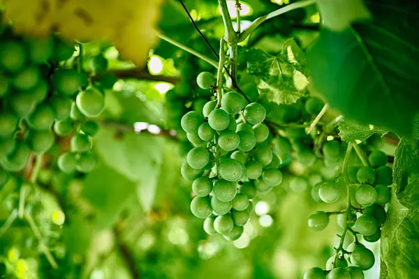 Branch of unripe young green grapes — Stock Photo, Image