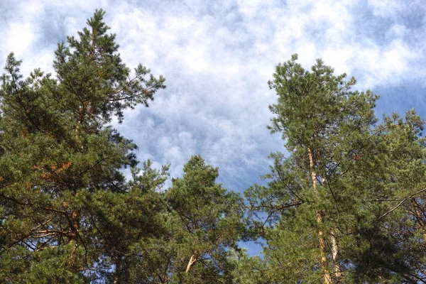 Pine trees and clouds — Stock Photo, Image