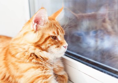 Kırmızı Maine Coon kedi pencereden dışarı bakıyor