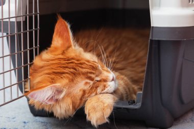 Ginger Maine coon yavru kedi kedi taşıyıcıya uyku