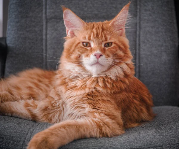 Red Maine Coon Cat sentado en una silla y mirando a la cámara — Foto de Stock