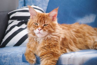 Kırmızı Maine Coon yavru kedi kanepede yalan