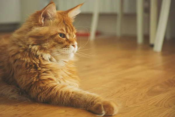 Maine mapache gato tendido en el suelo — Foto de Stock