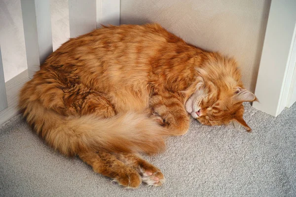 Red maine coon gato durmiendo en una alfombra — Foto de Stock