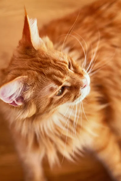 Maine coon cat laying on the floor — Stock Photo, Image