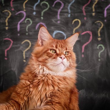 Kırmızı Maine Rakun Kedisi soru işareti arkaplanında oturuyor