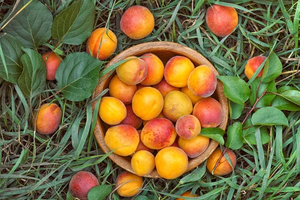 Ahşap bir kasede organik kayısı — Stok fotoğraf