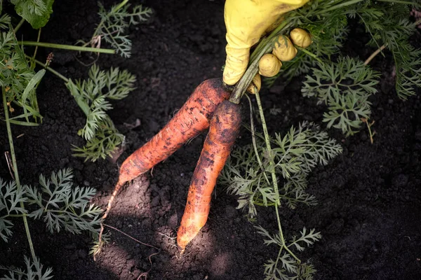 Boer plukt biologische wortelen — Stockfoto