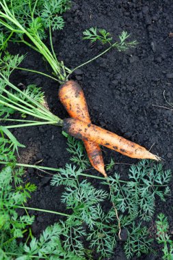 Toprağa serilmiş taze organik havuçlar.