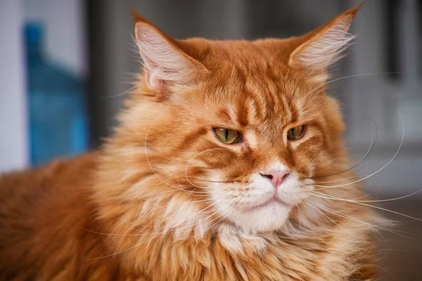 Retrato Gato Mapache Rojo Cerca — Foto de Stock