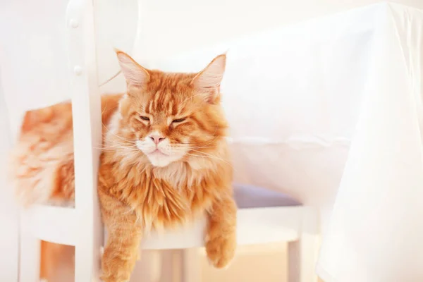 Red Maine Coon Gato Soñando Una Silla Cerca — Foto de Stock