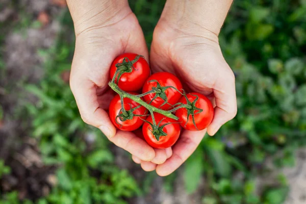 Tomates Cerises Fraîchement Récoltées Dans Les Mains Gros Plan — Photo