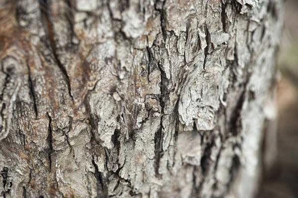 Bark Pine Tree Close — Stock Photo, Image