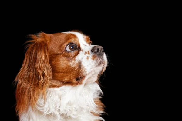 Cavalier King Charles spaniel — Stockfotografi © Lilun_Li #11556490