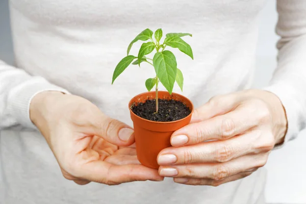 Close up female hands holding a flower pot with a small seedling. Shallow focus.