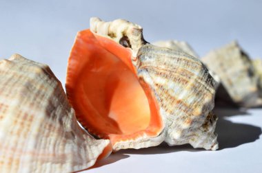 Beyaz arka planda karadeniz deniz kabukları