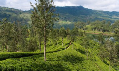 çay tarlaları, sri lanka