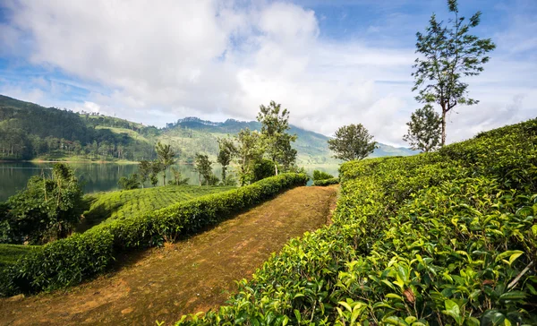 Çay tarlaları, sri lanka — Stok fotoğraf