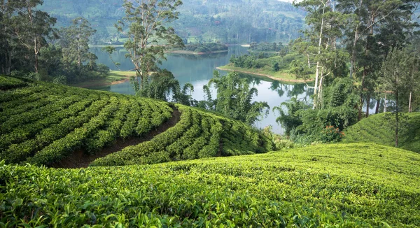 çay tarlaları, sri lanka