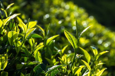 Taze çay tarlaları yapraklarda