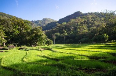 Teraslı paddy Sri Lanka'da under