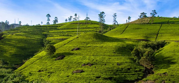 Nuwara eliya, Sri lanka'nın merkezi tepeleri yemyeşil çay tarlaları.