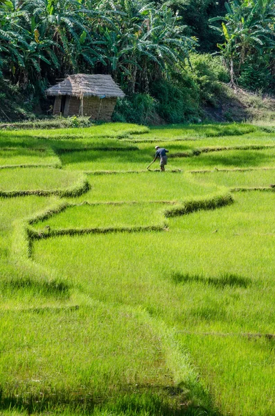 Teraslı paddy eğe ve Sri lanka'nın kandy alanının bir çiftçi