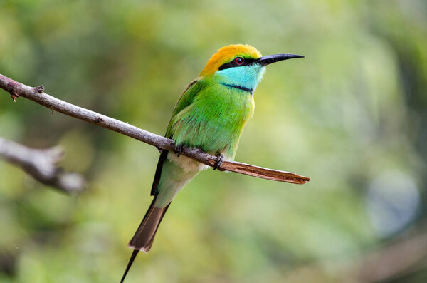 Green Bee eater in Sri Lanka